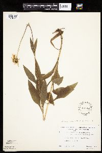 Helianthus pauciflorus image