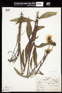 Helianthus pauciflorus image