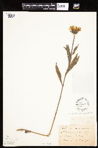 Helianthus pauciflorus image