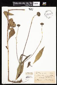 Helianthus pauciflorus image