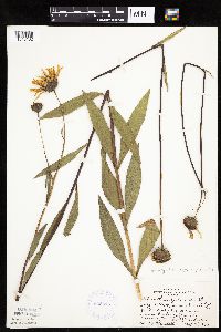 Helianthus pauciflorus subsp. pauciflorus image
