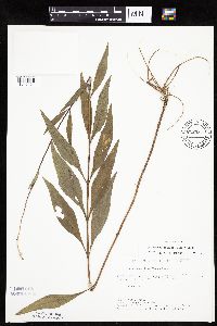 Helianthus pauciflorus image