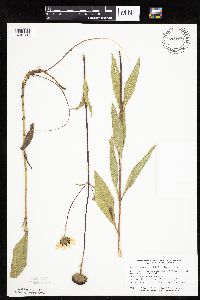 Helianthus pauciflorus image