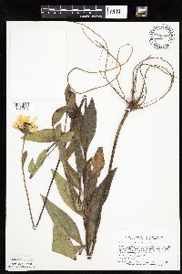 Helianthus pauciflorus image