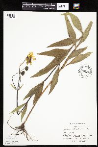 Helianthus pauciflorus subsp. pauciflorus image