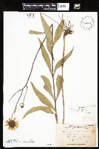Helianthus pauciflorus image