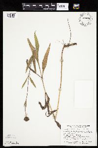 Helianthus pauciflorus image