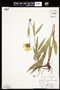 Helianthus pauciflorus image