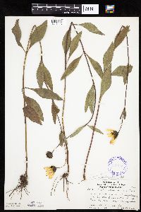 Helianthus pauciflorus image
