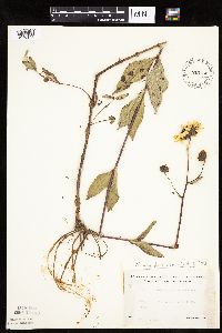 Helianthus pauciflorus subsp. pauciflorus image