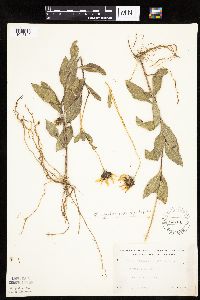 Helianthus pauciflorus image