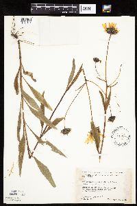 Helianthus pauciflorus subsp. pauciflorus image