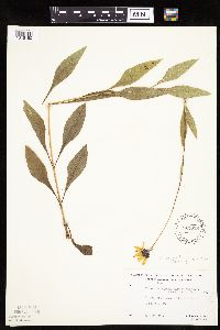 Helianthus pauciflorus image