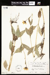 Helianthus pauciflorus image