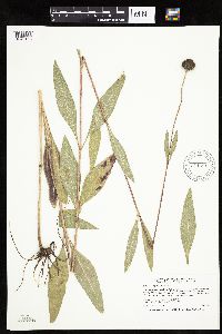 Helianthus pauciflorus subsp. pauciflorus image