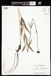 Image of Helianthus pauciflorus