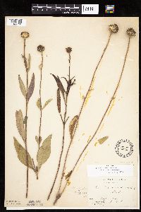 Helianthus pauciflorus subsp. pauciflorus image