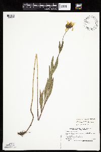 Helianthus pauciflorus subsp. subrhomboideus image