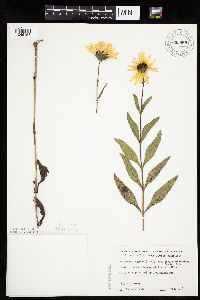 Helianthus pauciflorus subsp. subrhomboideus image