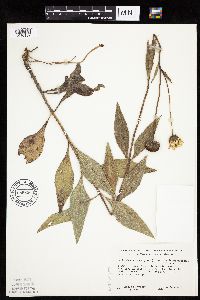 Helianthus pauciflorus subsp. subrhomboideus image