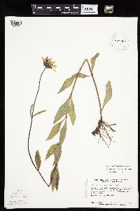Helianthus pauciflorus subsp. subrhomboideus image