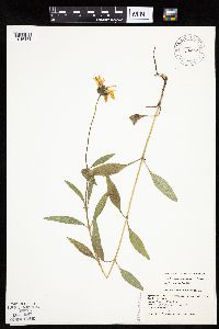 Helianthus pauciflorus subsp. subrhomboideus image