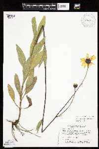 Helianthus pauciflorus subsp. subrhomboideus image