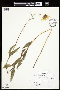 Helianthus pauciflorus subsp. subrhomboideus image