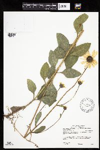Helianthus pauciflorus subsp. subrhomboideus image