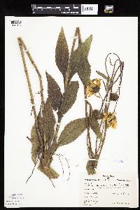 Helianthus pauciflorus subsp. subrhomboideus image