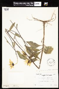 Helianthus pauciflorus subsp. subrhomboideus image