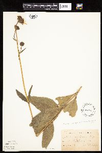 Helianthus pauciflorus subsp. subrhomboideus image