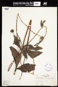 Helianthus pauciflorus subsp. subrhomboideus image