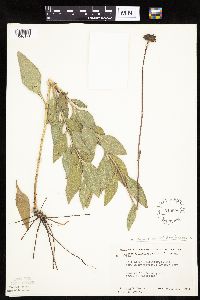 Helianthus pauciflorus subsp. subrhomboideus image