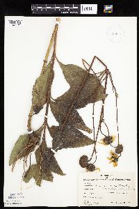 Helianthus pauciflorus subsp. subrhomboideus image