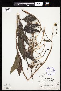 Helianthus pauciflorus subsp. subrhomboideus image