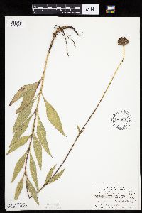 Helianthus pauciflorus subsp. subrhomboideus image