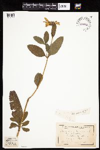 Helianthus pauciflorus subsp. pauciflorus image