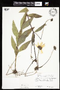 Helianthus pauciflorus subsp. subrhomboideus image