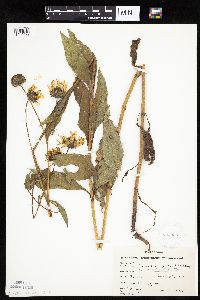 Helianthus pauciflorus subsp. subrhomboideus image