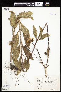 Helianthus pauciflorus subsp. subrhomboideus image