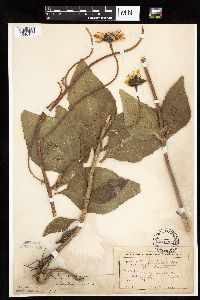 Helianthus pauciflorus subsp. subrhomboideus image