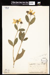 Helianthus pauciflorus subsp. subrhomboideus image