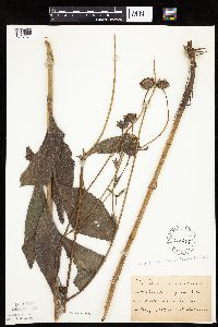 Helianthus pauciflorus subsp. subrhomboideus image