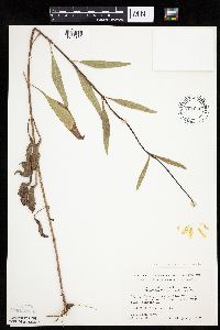Helianthus pauciflorus subsp. subrhomboideus image