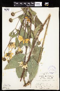 Helianthus pauciflorus subsp. subrhomboideus image