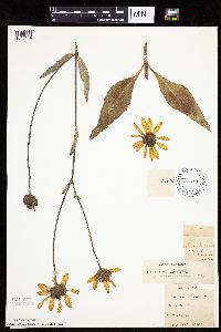 Helianthus pauciflorus subsp. subrhomboideus image