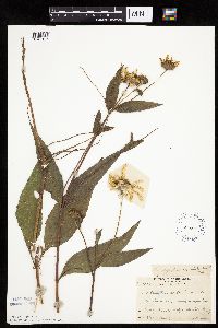 Helianthus pauciflorus subsp. subrhomboideus image