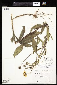 Helianthus pauciflorus subsp. subrhomboideus image