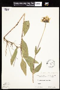 Helianthus pauciflorus subsp. subrhomboideus image